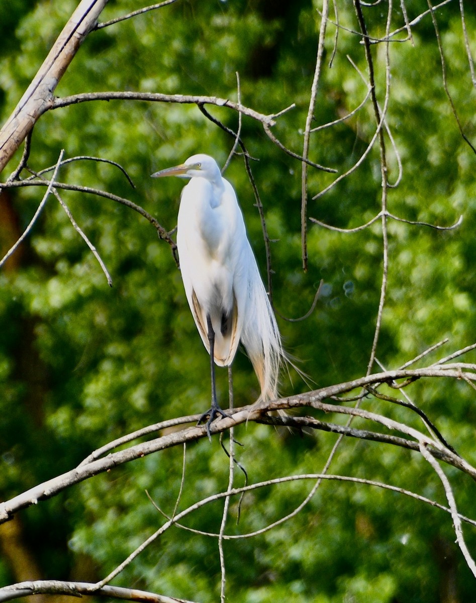 Great Egret - ML636946345