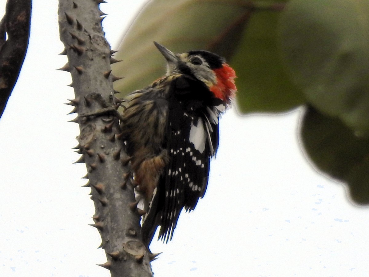Crimson-naped Woodpecker - ML636946381