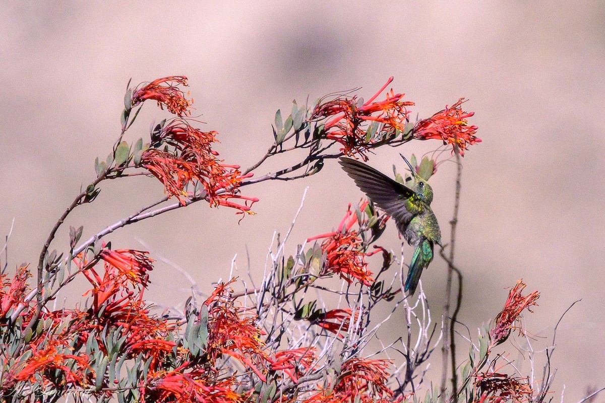 White-vented Violetear - ML636946484