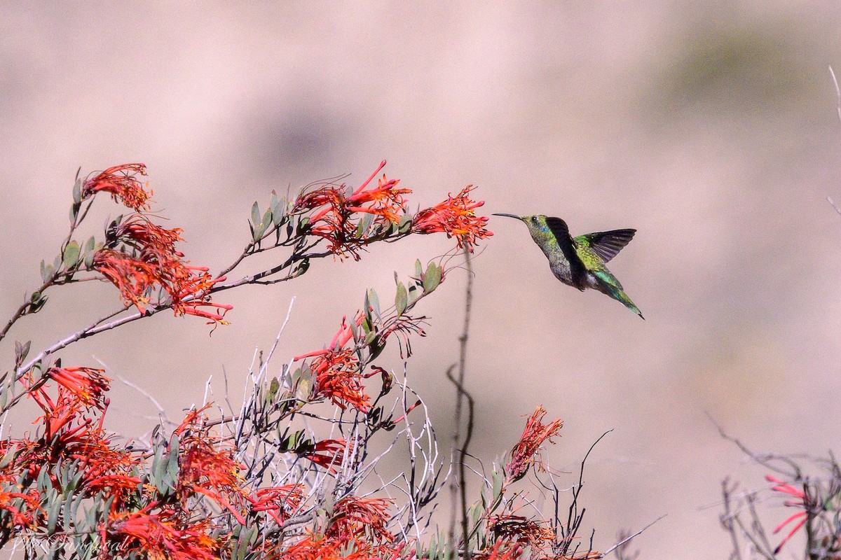 White-vented Violetear - ML636946485
