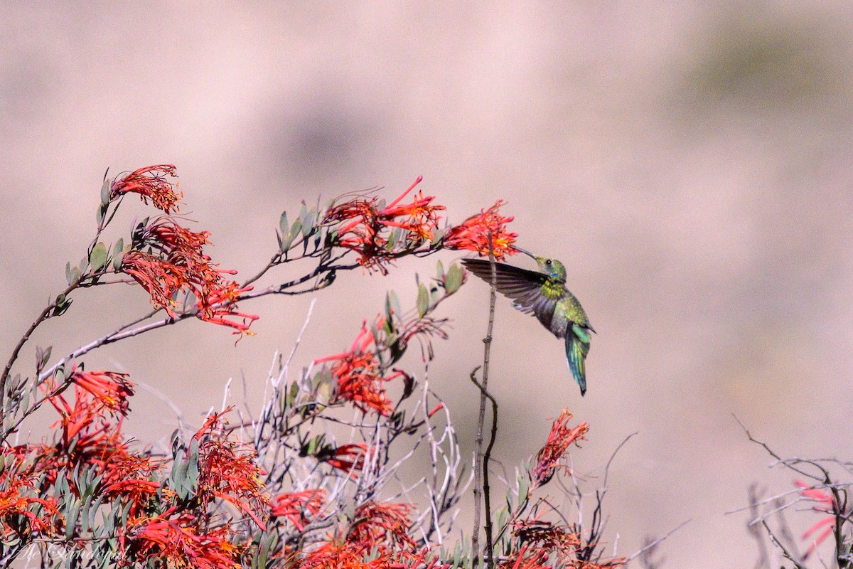 White-vented Violetear - ML636946487