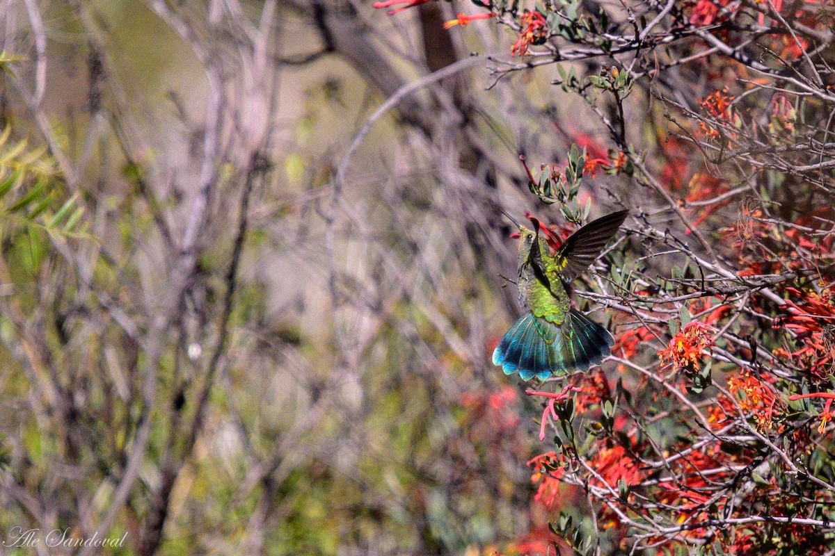 White-vented Violetear - ML636946488