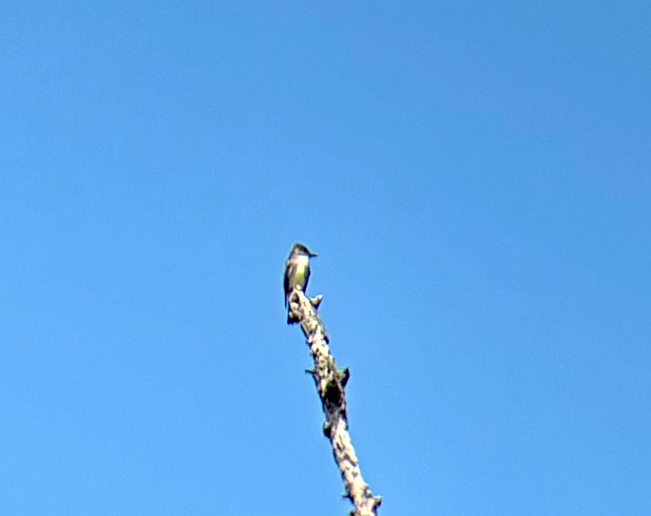 Olive-sided Flycatcher - ML636946617