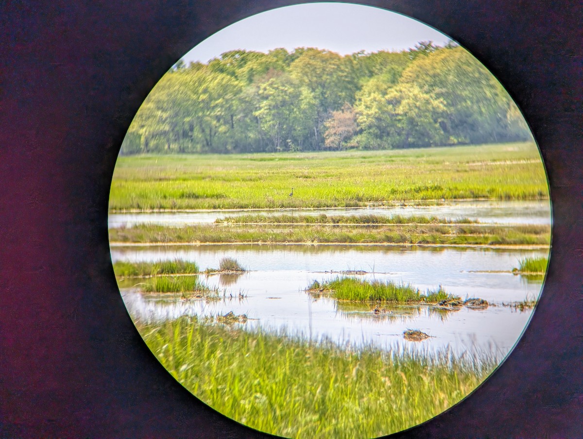 Egretta sp. - ML636946668