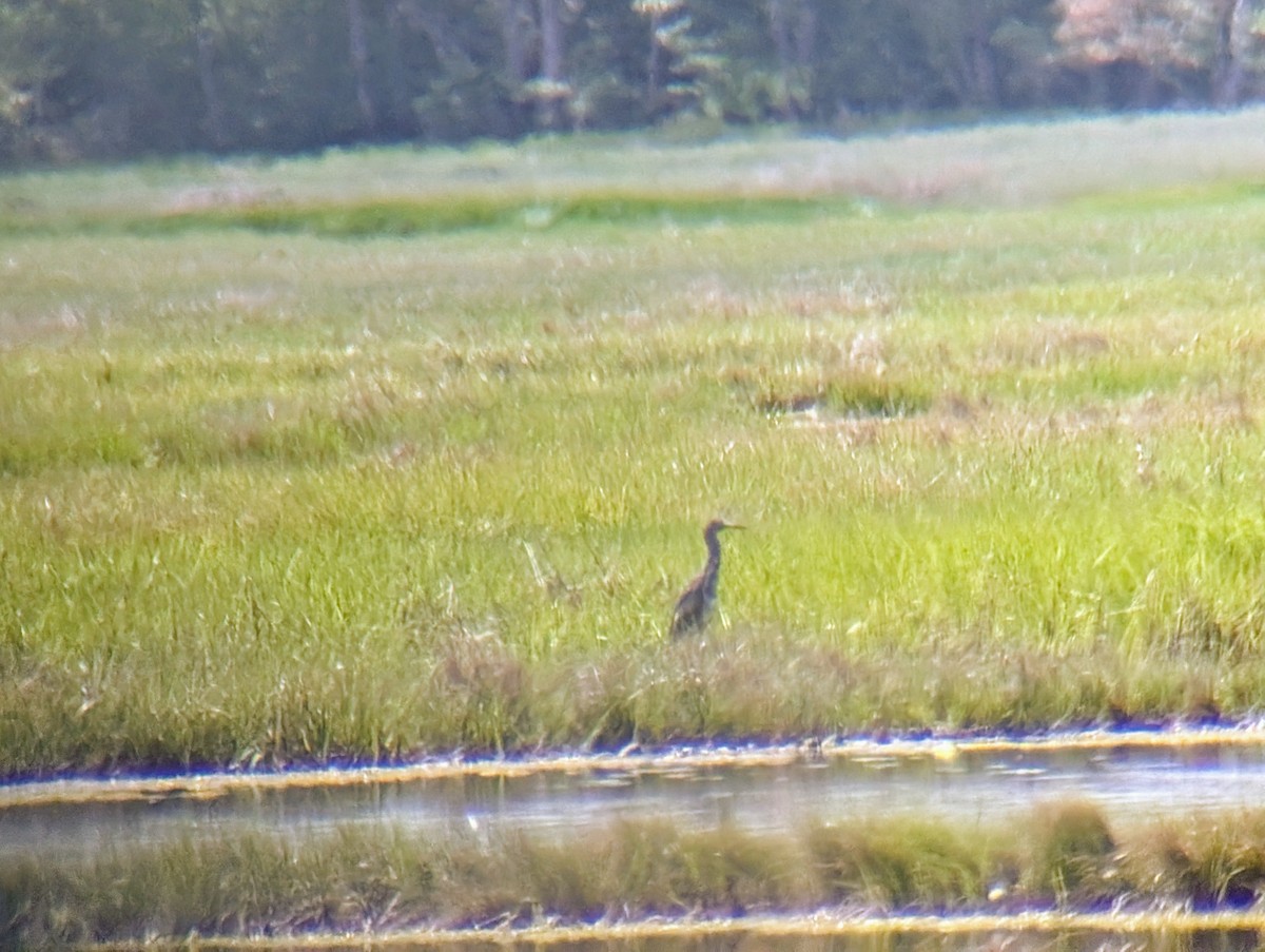 Egretta sp. - ML636946669