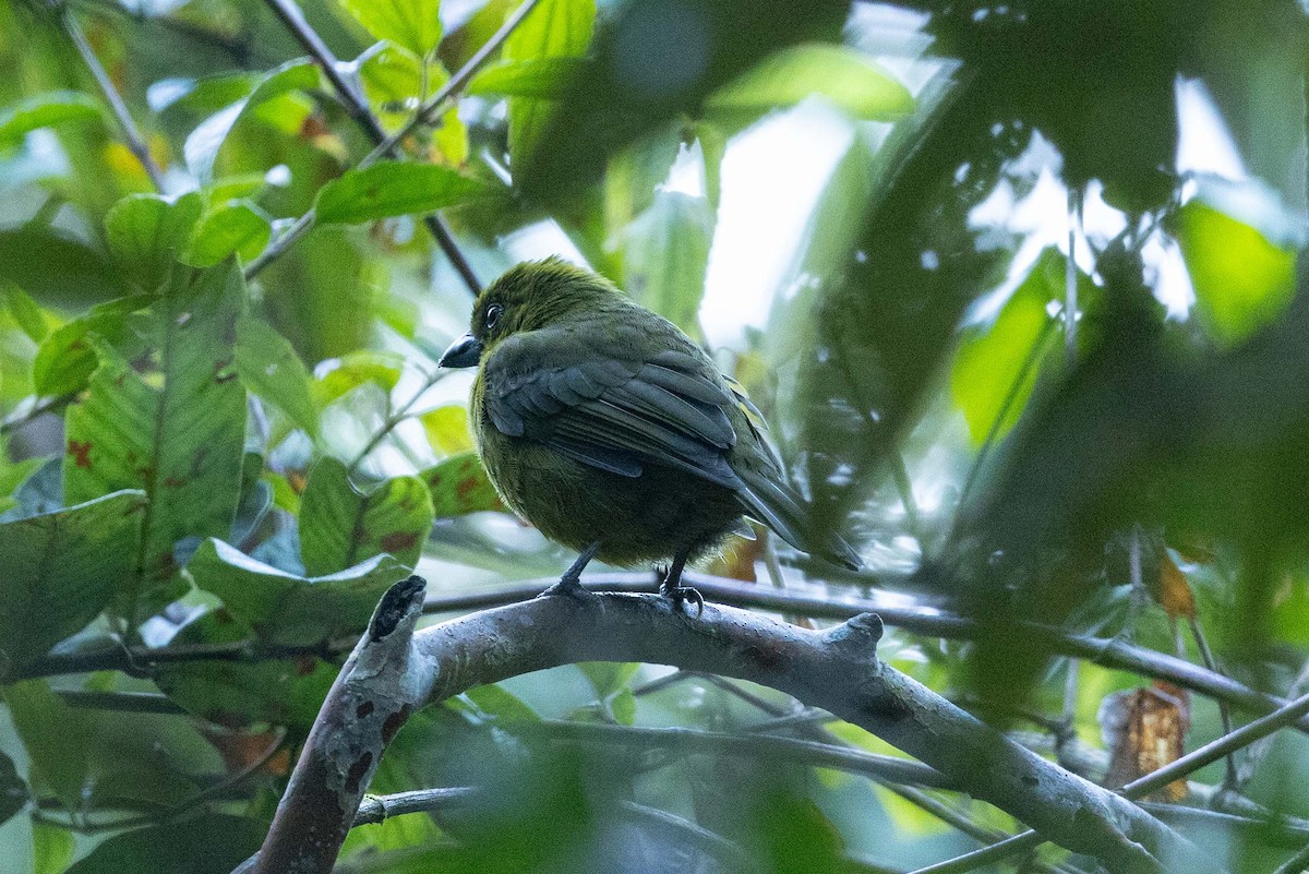 Carmiol's Tanager - ML636946730