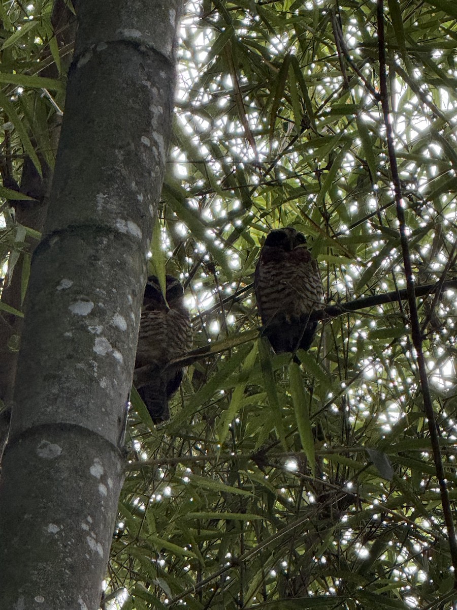 Band-bellied Owl - ML636946742