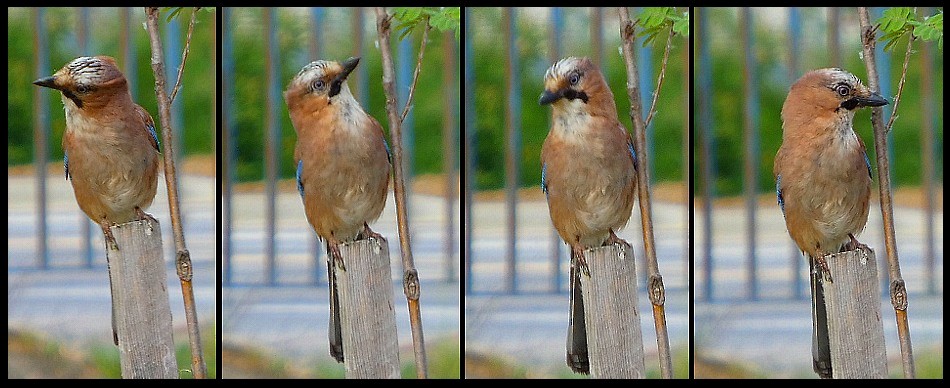 Eurasian Jay - ML636946780