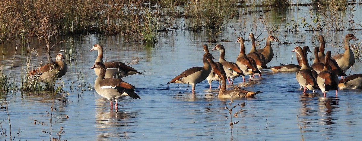 Egyptian Goose - ML636946820