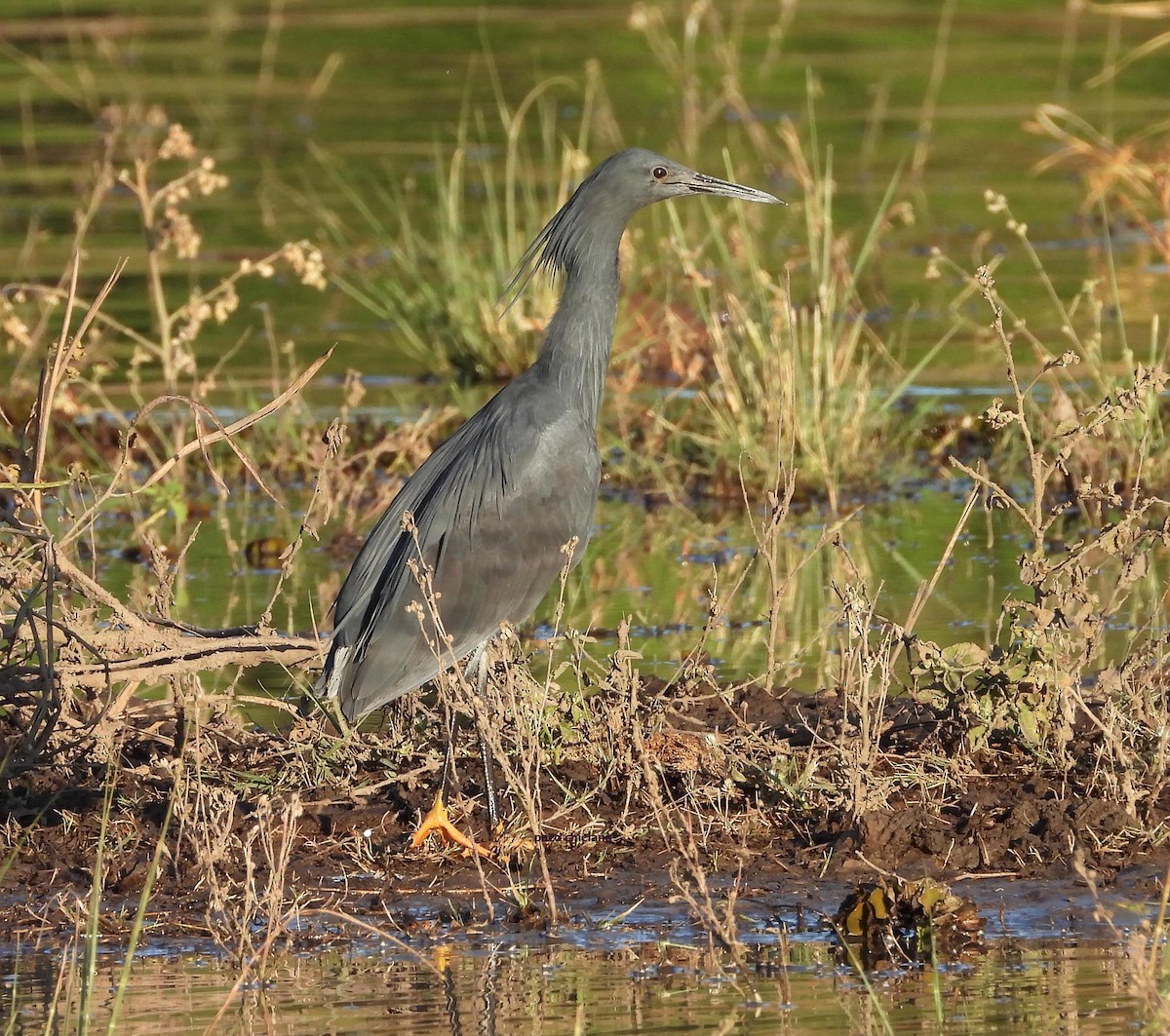 Black Heron - ML636946887