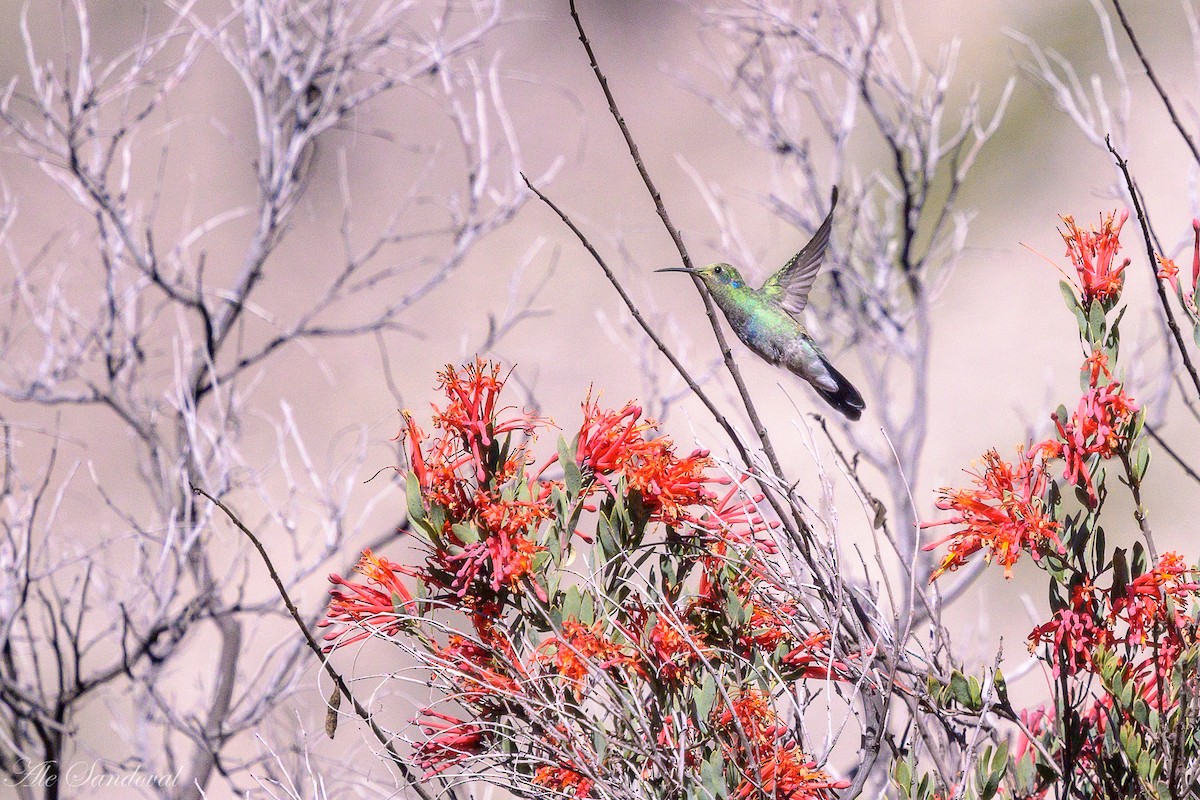 White-vented Violetear - ML636946967