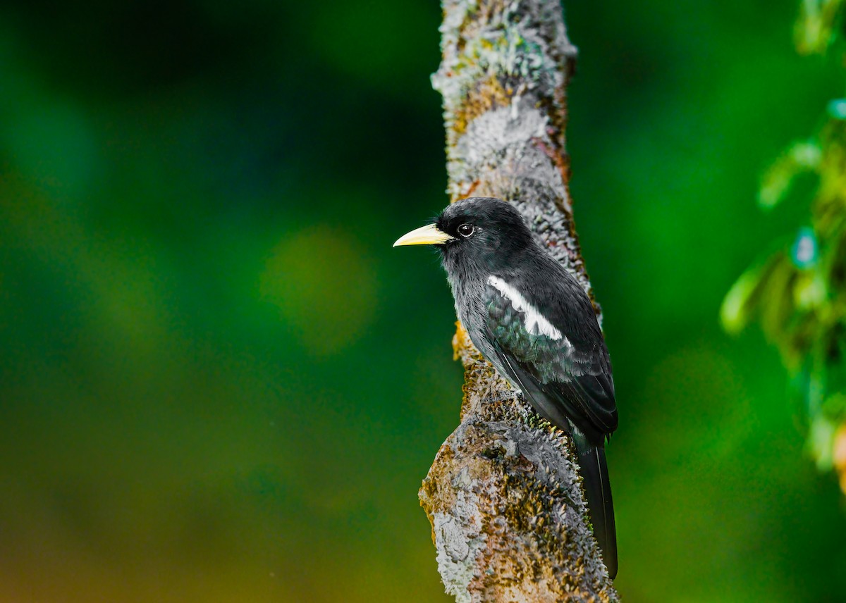 Yellow-billed Nunbird - ML636947030
