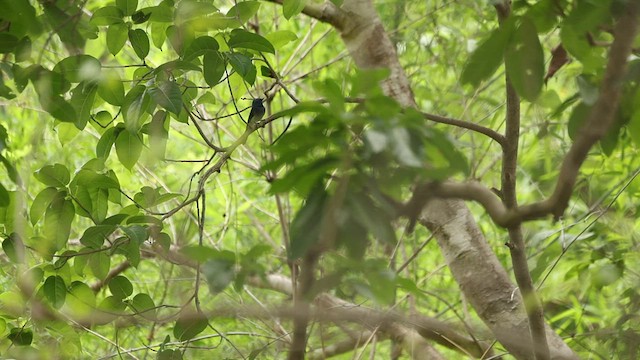 Black-naped Monarch - ML636947049