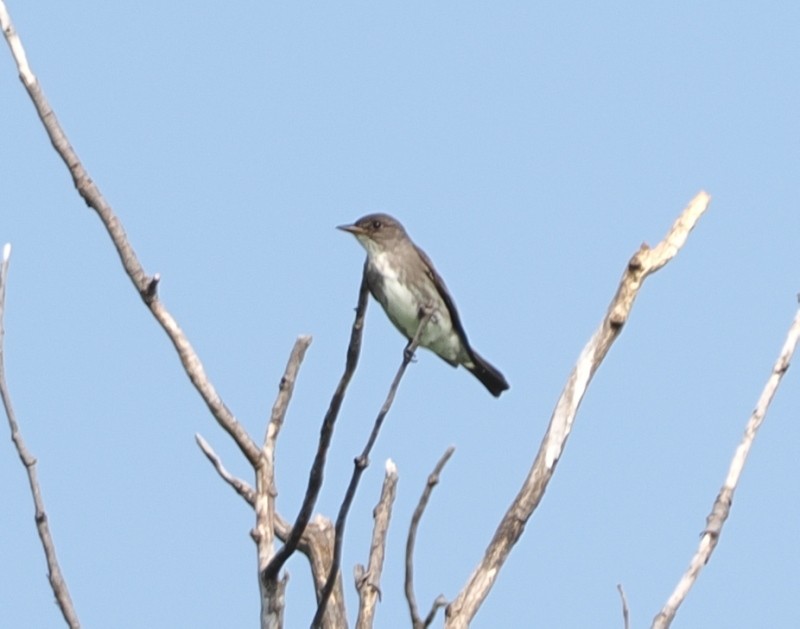 Olive-sided Flycatcher - ML636947106