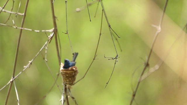 Black-naped Monarch - ML636947119