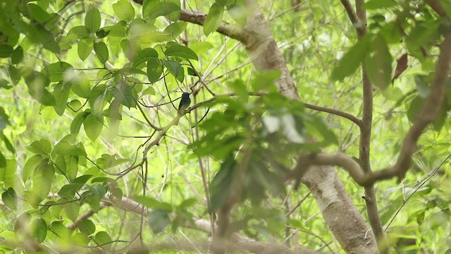 Black-naped Monarch - ML636947134