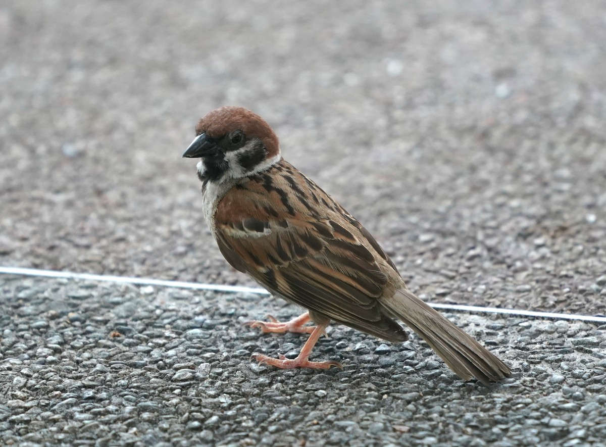 Eurasian Tree Sparrow - ML636947191