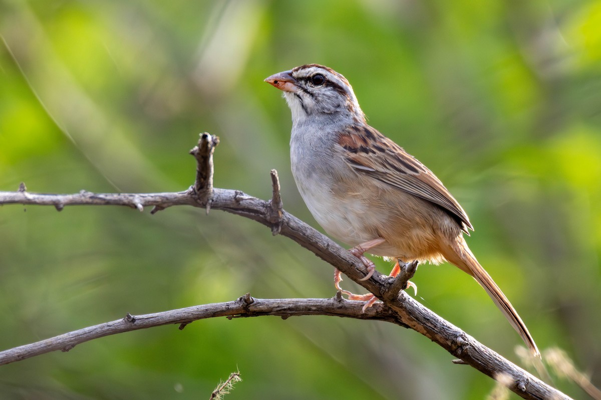 Cinnamon-tailed Sparrow - ML636947242