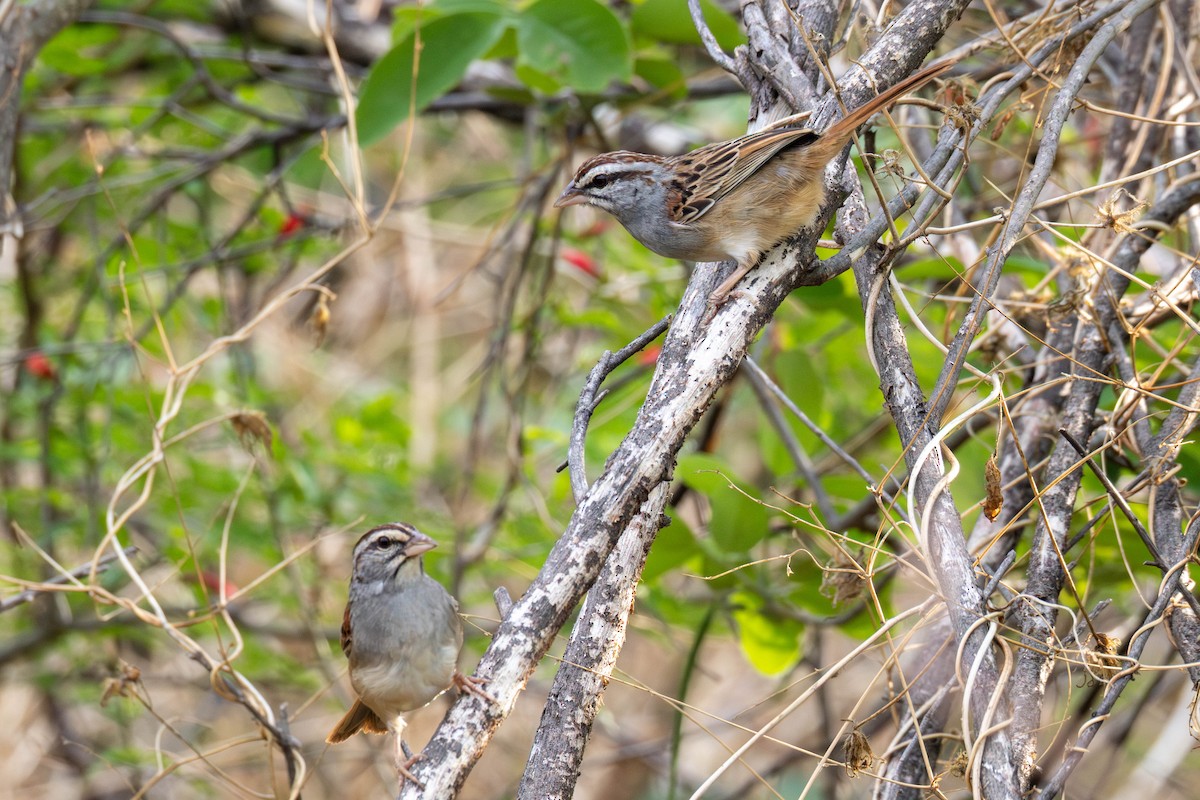 Cinnamon-tailed Sparrow - ML636947243