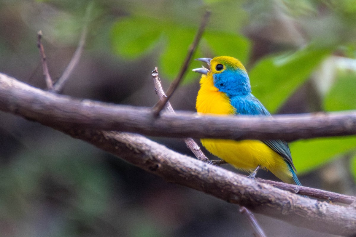 Orange-breasted Bunting - ML636947263