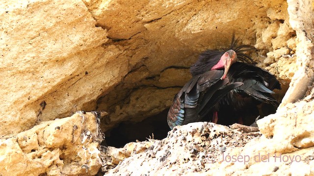 Northern Bald Ibis - ML636947312
