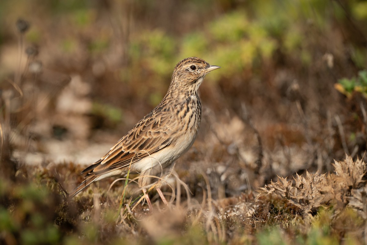 sanglerke (arvensis gr.) - ML636947370