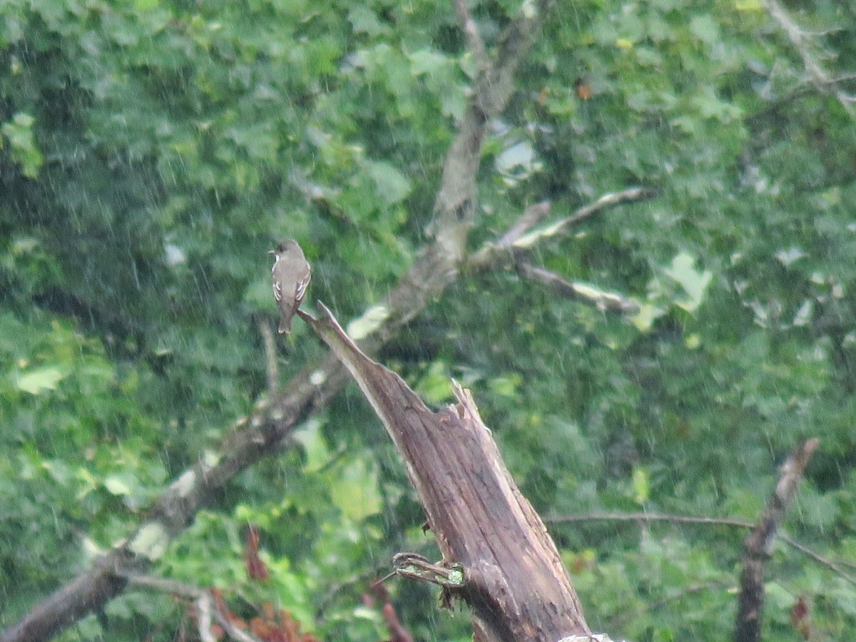 Olive-sided Flycatcher - ML636947413