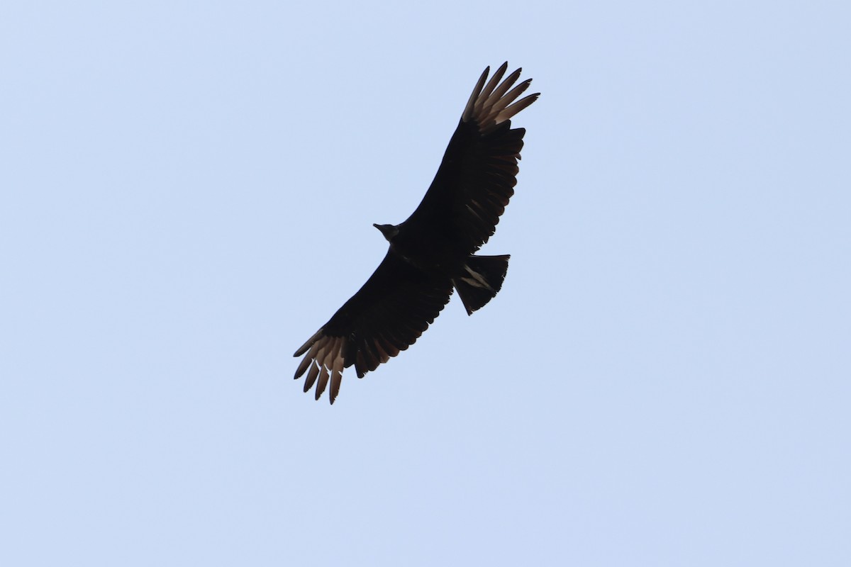 Black Vulture - ML636947434