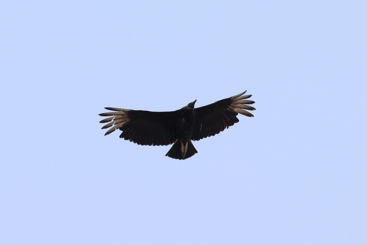 Black Vulture - ML636947454