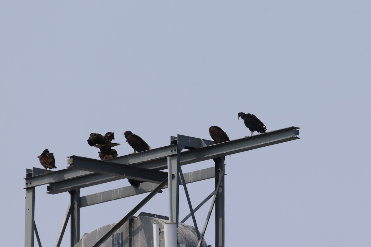 Black Vulture - ML636947467