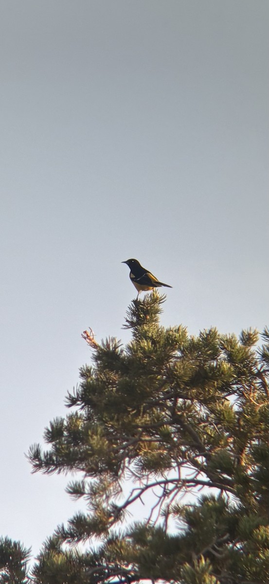 Scott's Oriole - ML636947604