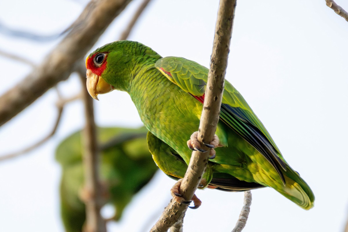 White-fronted Amazon - ML636947652