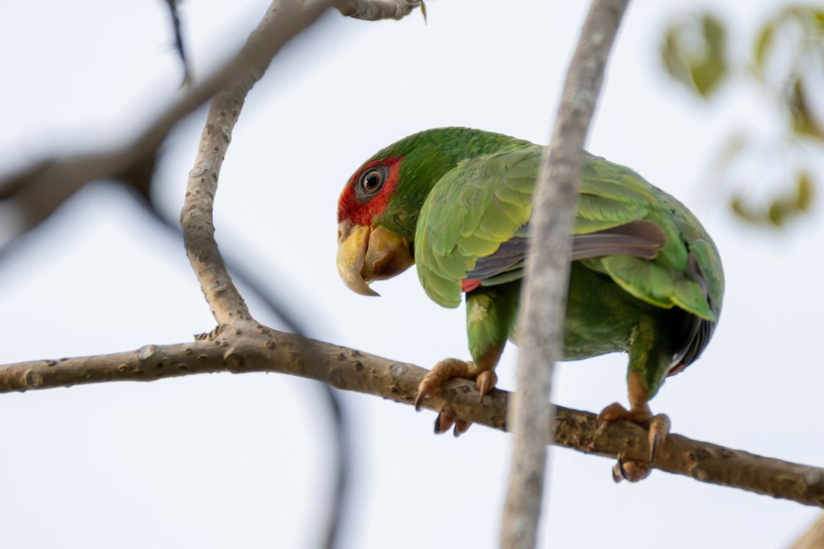 White-fronted Amazon - ML636947655