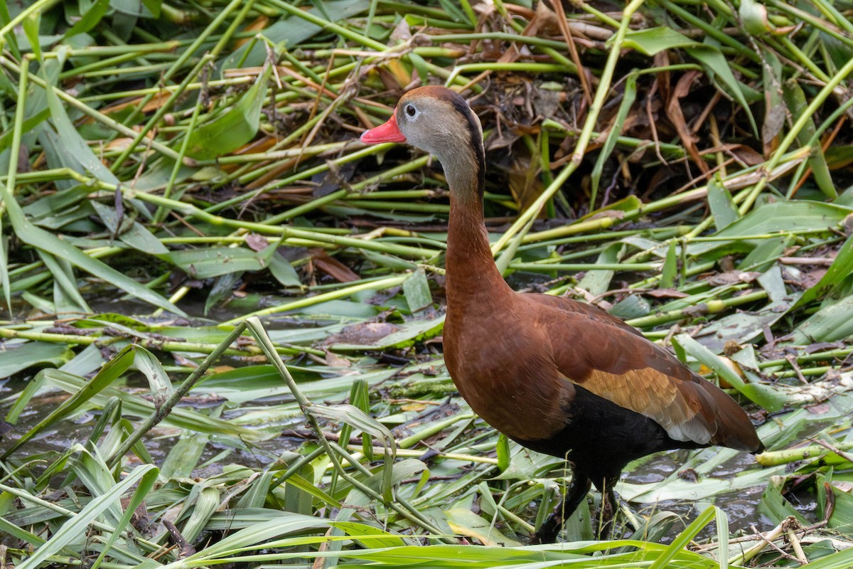 Black-bellied Whistling-Duck - ML636947663