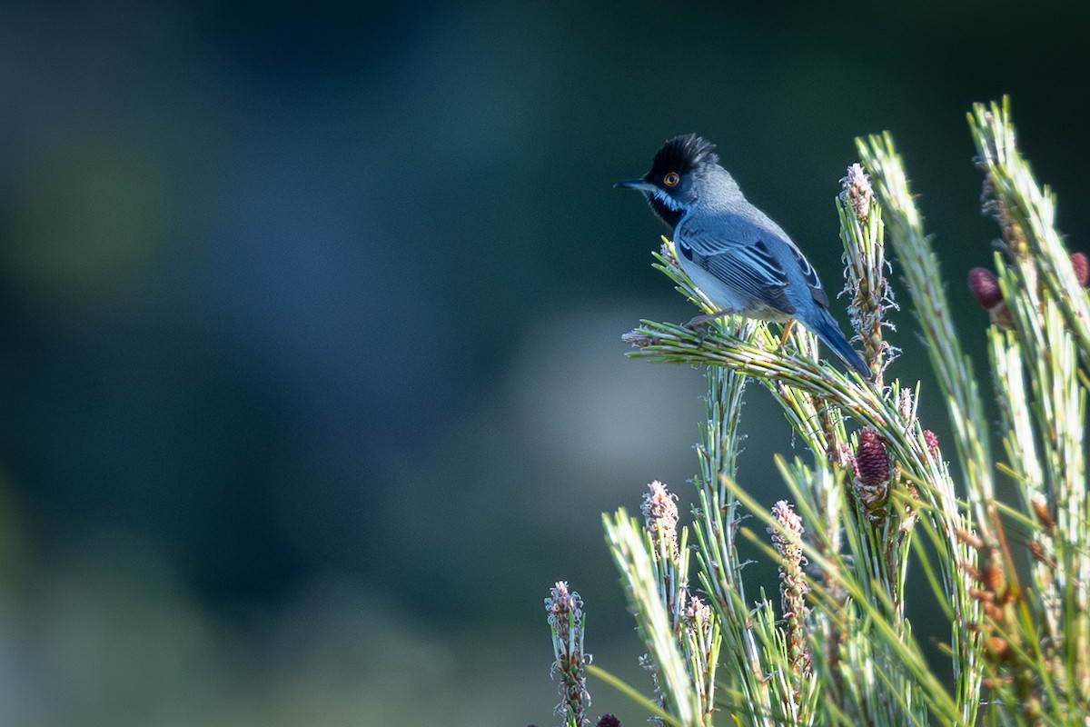 Rüppell's Warbler - ML636947665