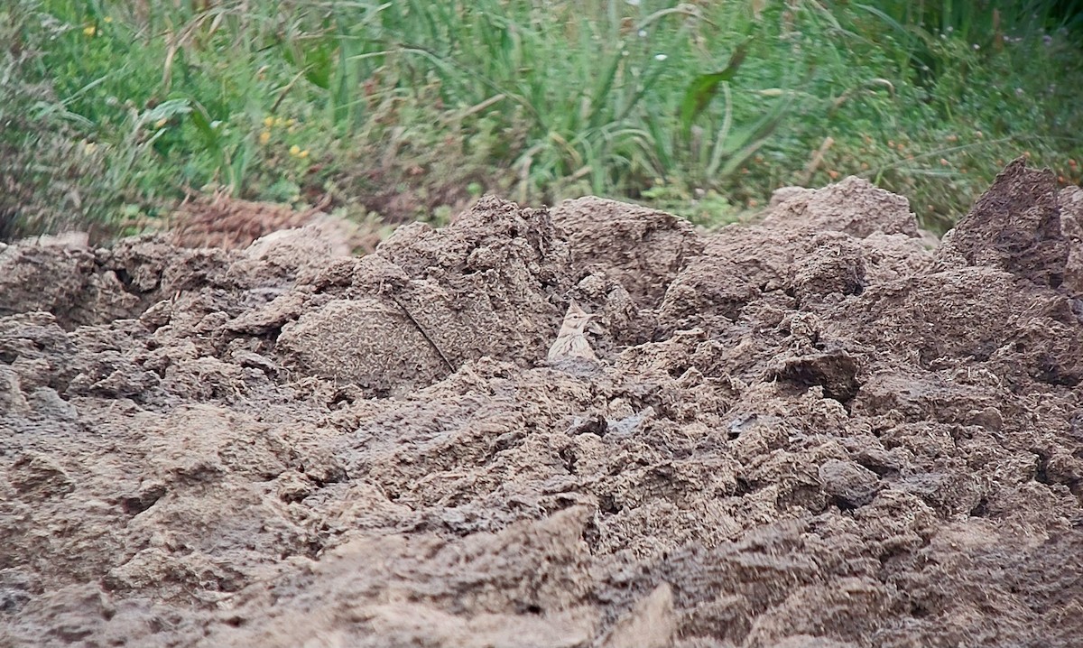 Crested Lark - ML636947673