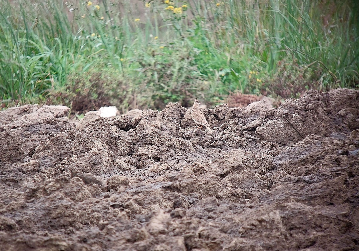Crested Lark - ML636947674