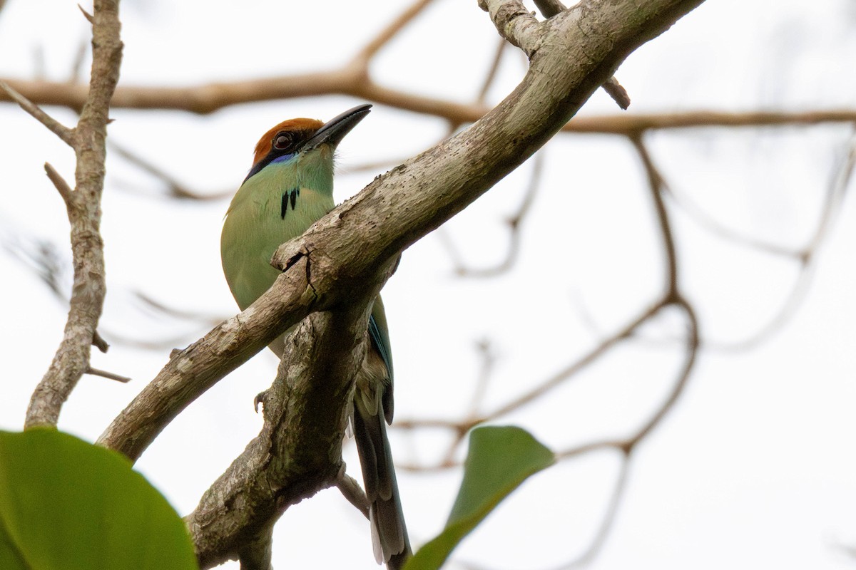 Russet-crowned Motmot - ML636947685