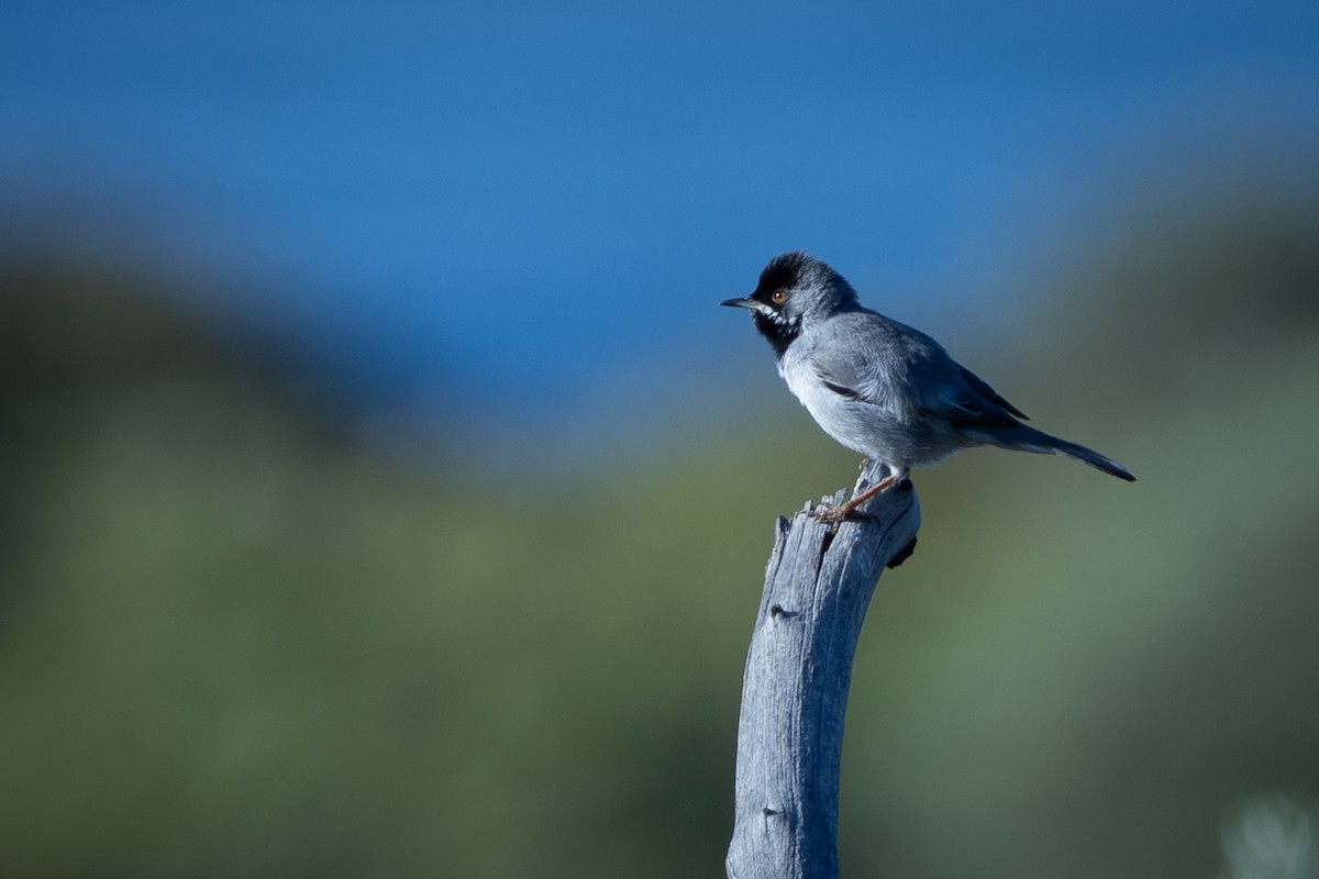 Rüppell's Warbler - ML636947689