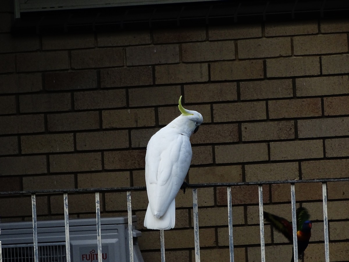 Sulphur-crested Cockatoo - ML636947847