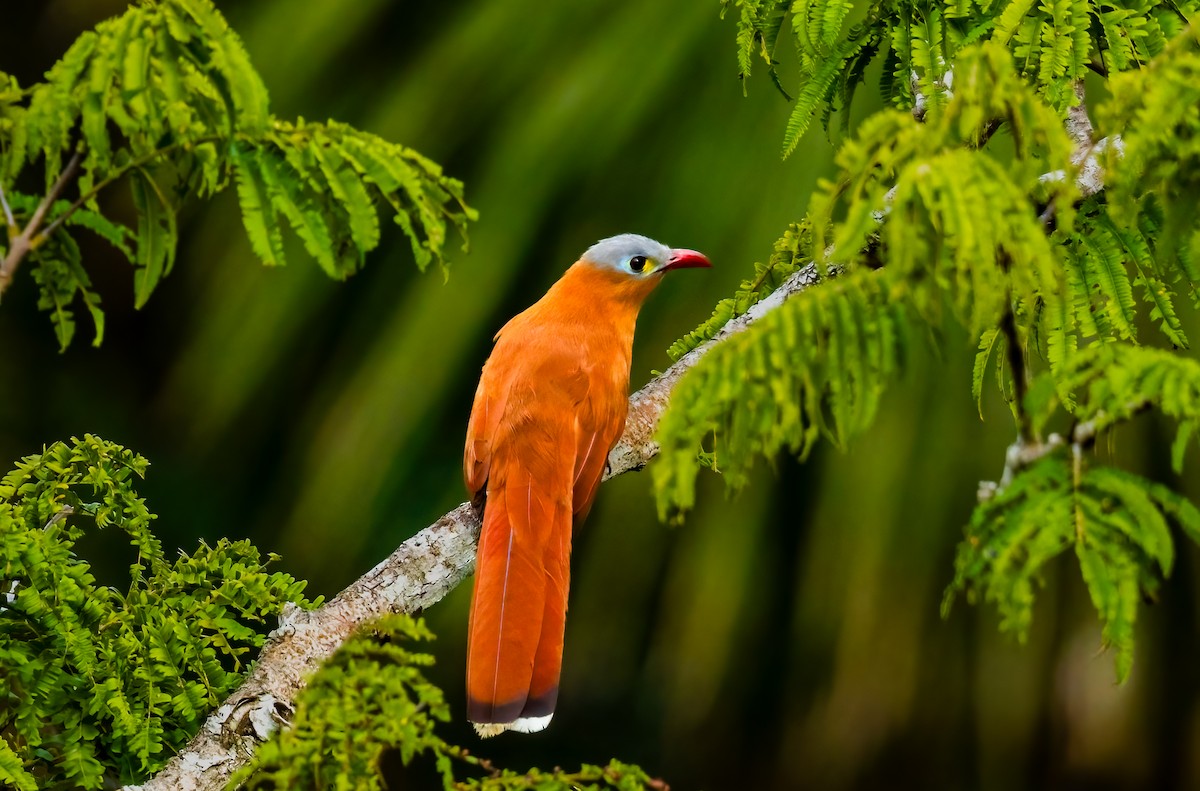 Black-bellied Cuckoo - ML636947856