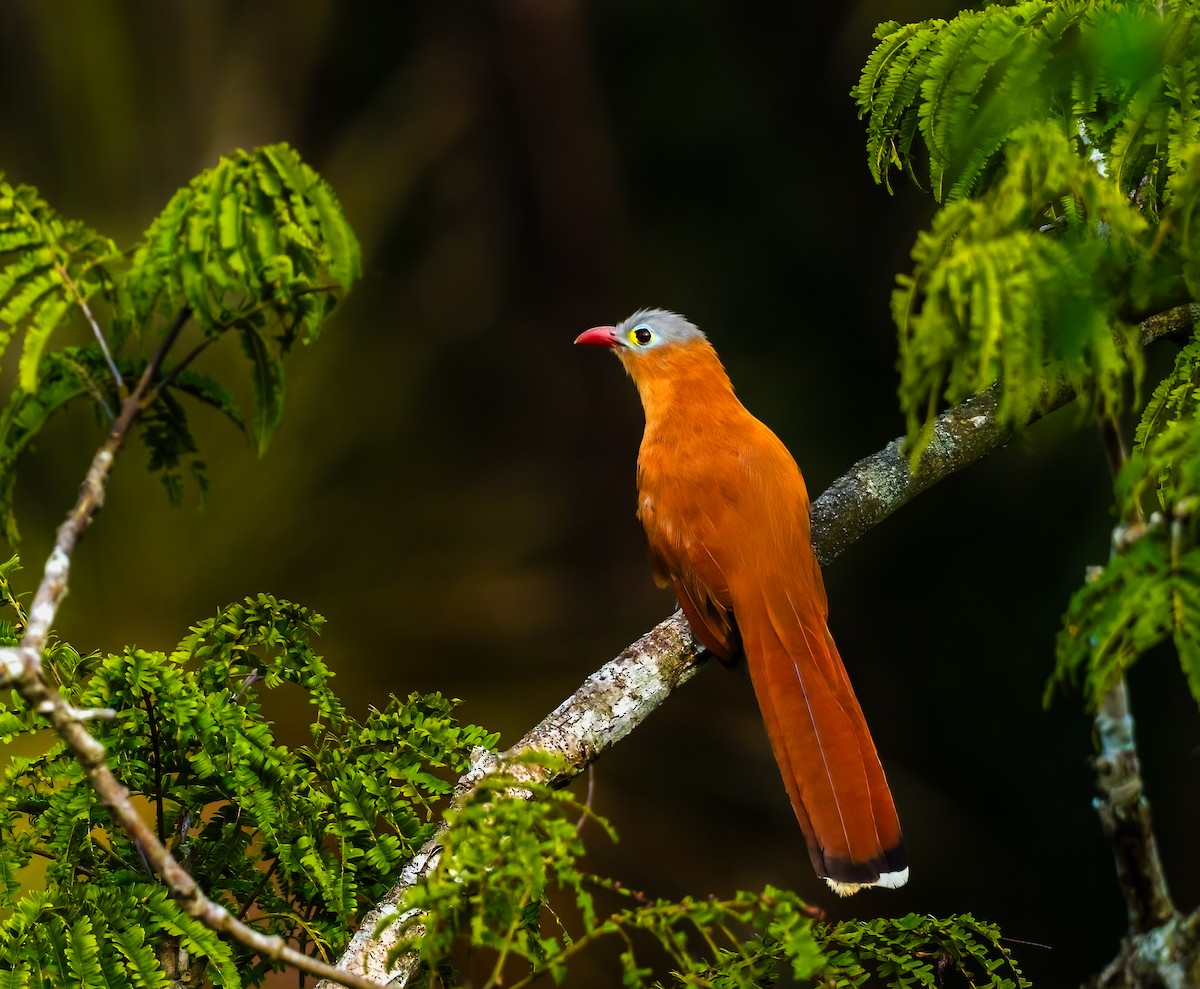 Black-bellied Cuckoo - ML636947857