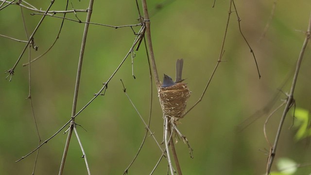 Black-naped Monarch - ML636947943