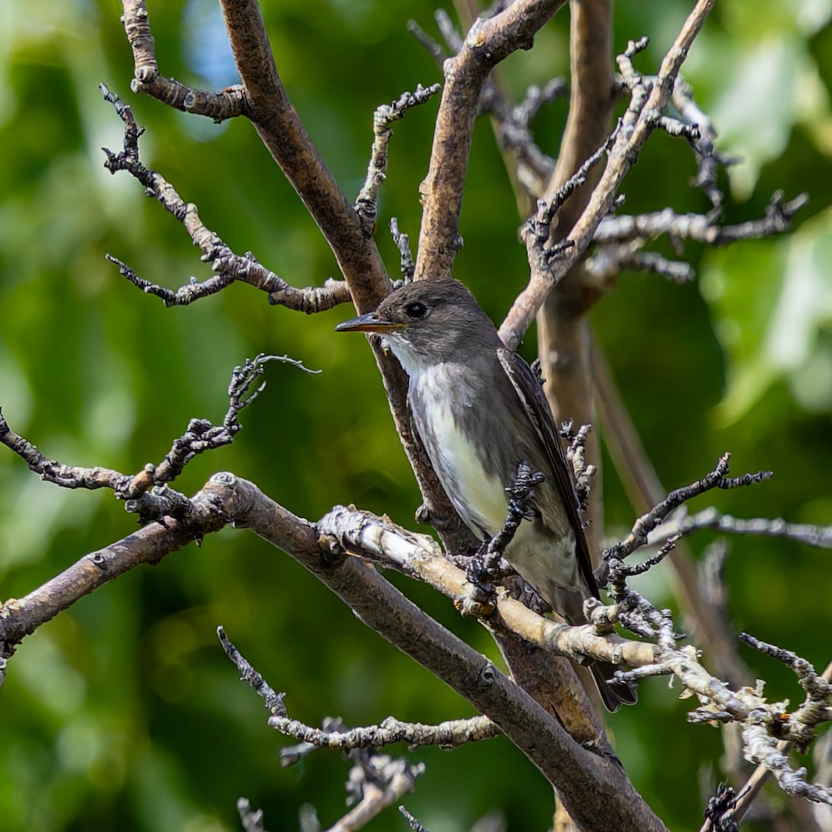 Olive-sided Flycatcher - ML636947976