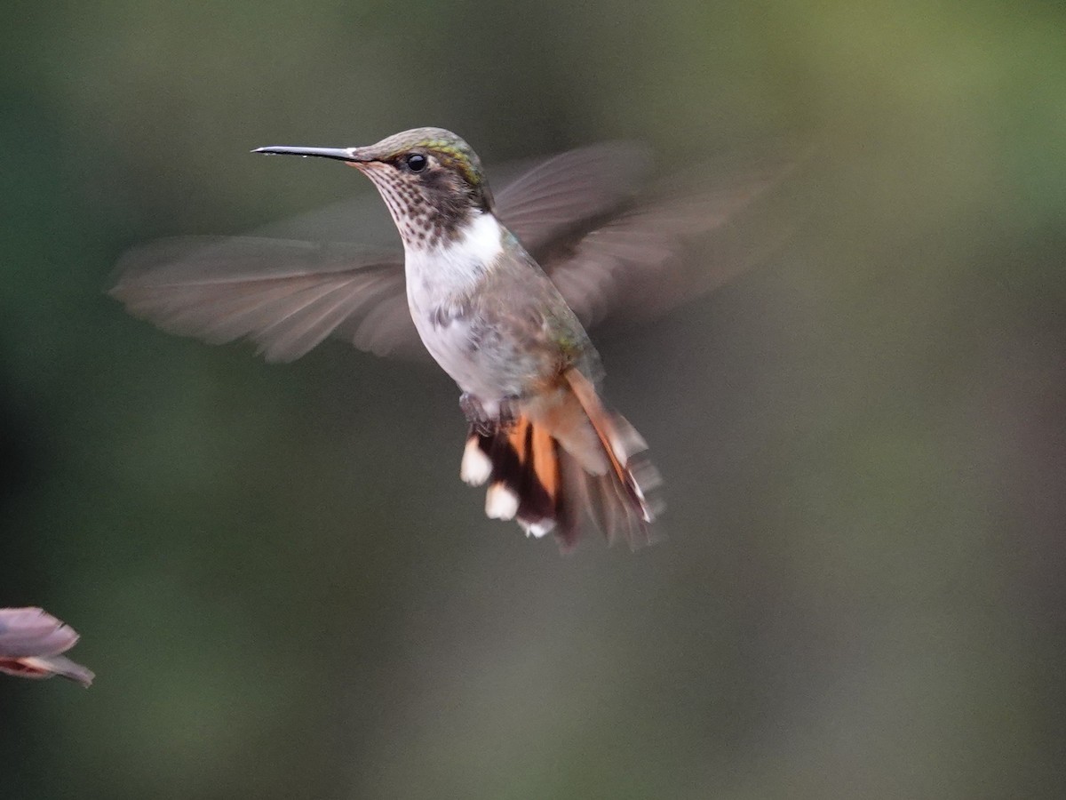 Volcano Hummingbird - ML636948046