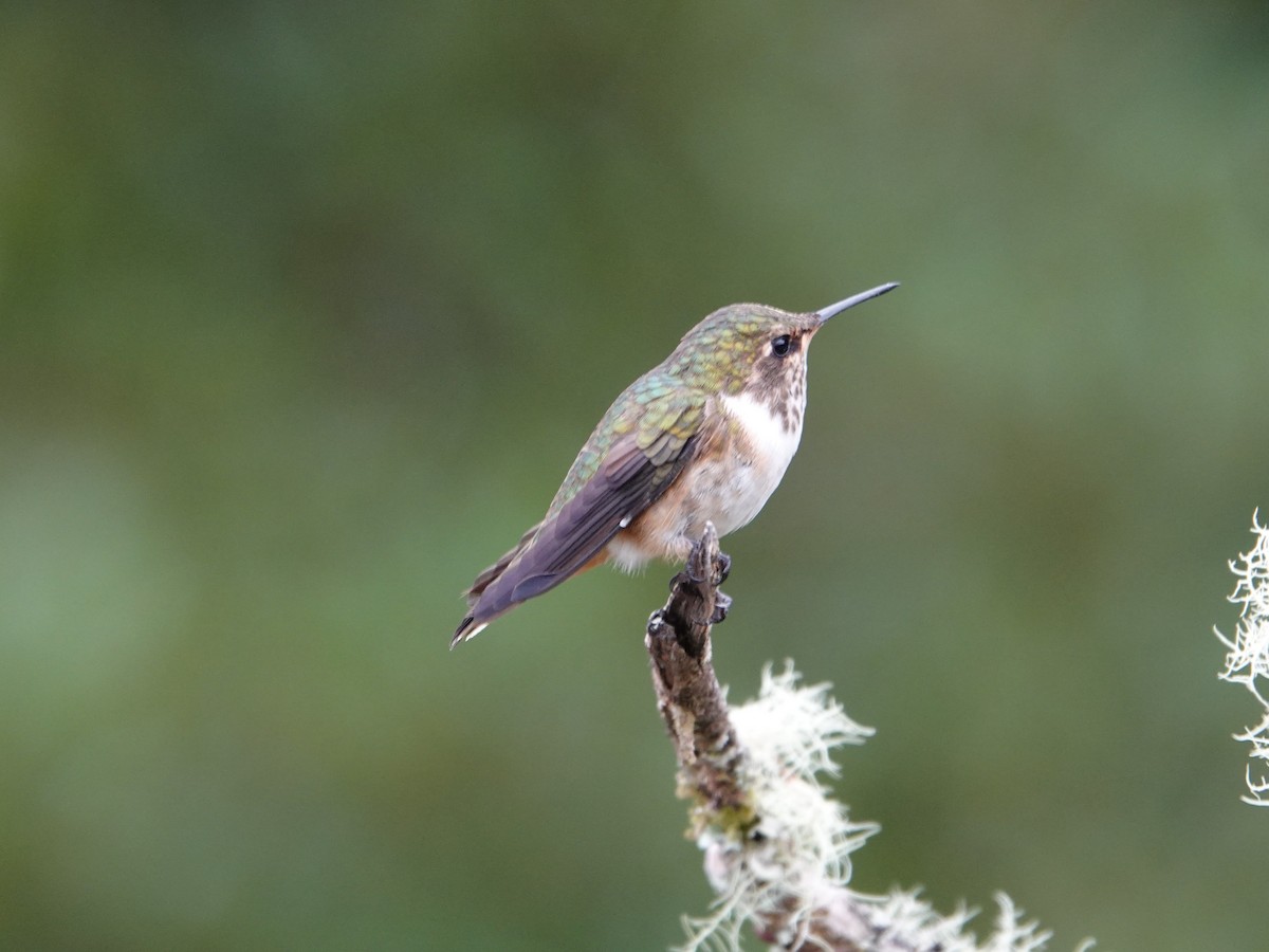 Volcano Hummingbird - ML636948047