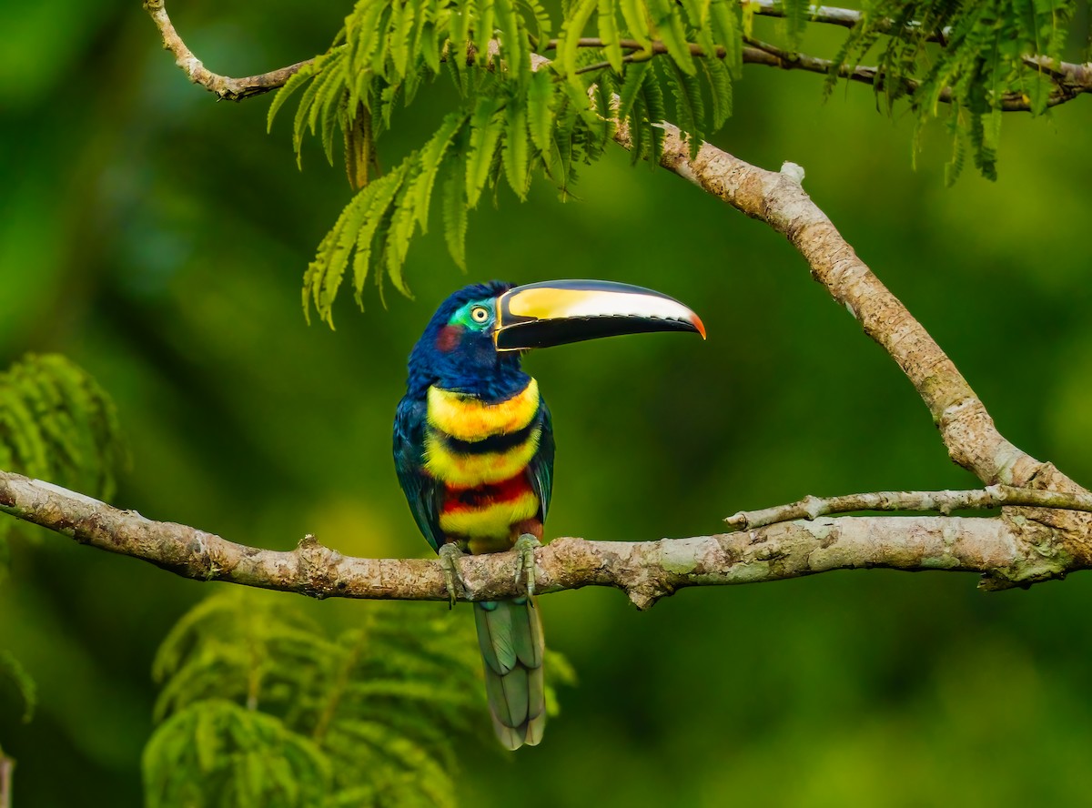 Many-banded Aracari - ML636948056