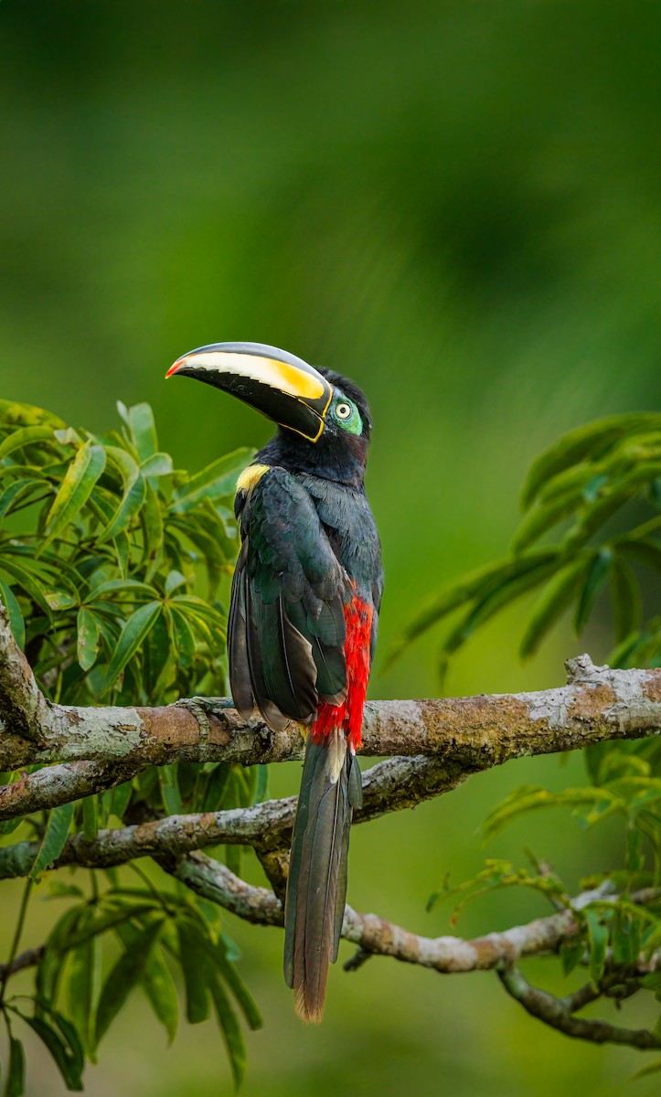 Many-banded Aracari - ML636948057