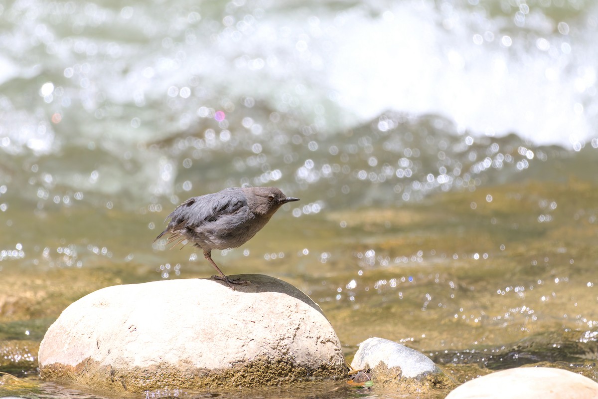 American Dipper - ML636948082