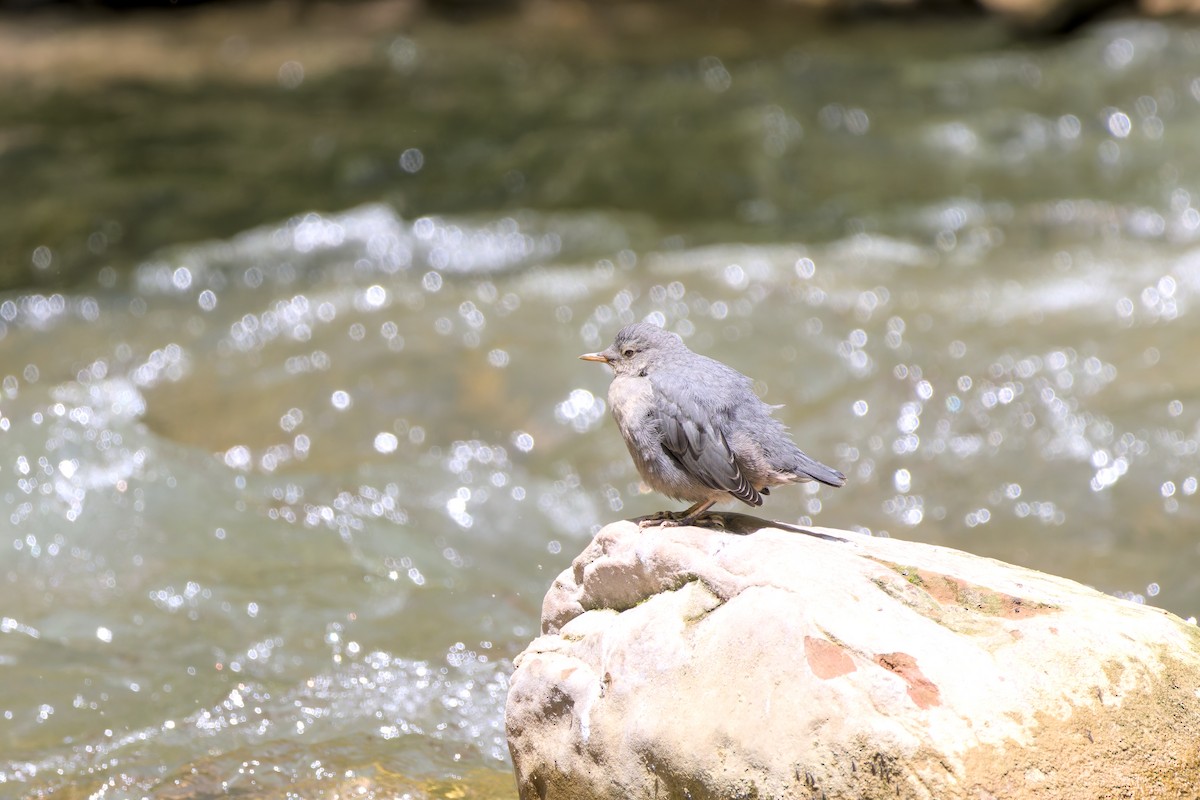 American Dipper - ML636948084